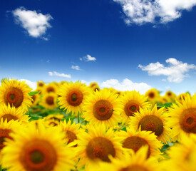 field of blooming sunflowers