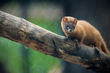 Siberian weasel (Mustela sibirica) or kolonok is a medium-sized weasel native to Asia. Wild animal. Close up portrait in natural environment - obrazy, fototapety, plakaty