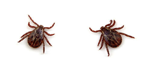 Tick isolated on white background