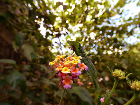 flowers