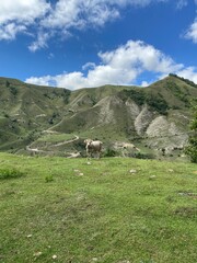 sheep on the mountain