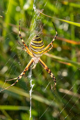 A wasp spider in a large web on a background of green grass on a sunny day. Argiope bruennichi.