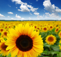 Fototapeta premium field of blooming sunflowers