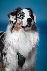 border collie portrait