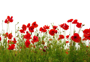 Fototapeta premium field of poppies on the white