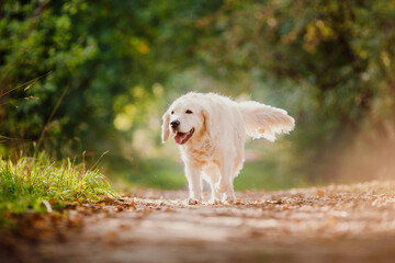Happy Labrador golden retriever walk in summer park with sunlight