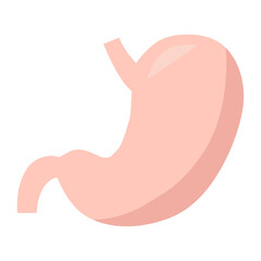 Stomach vector isolated on white background. Anatomy and organs.