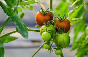Tigerella tomatoes growing in greenhouse.