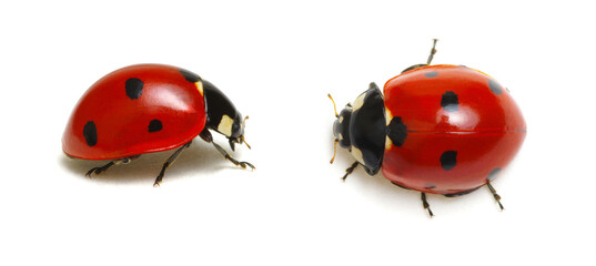 Ladybugs on white © Alekss