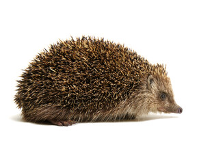 Hedgehog  isolated on white