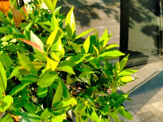 The beautiful flower is blooming in the park