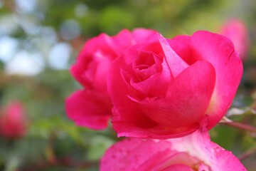 pink rose in garden