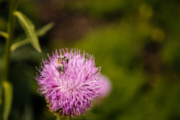 Close up macro of Isolated Beautiful Pink Texas or Scottish Thistle bloom or Cirsium texanum with blurred green background, Kern's Flower Scarabs and bumblebee among the petals at sunny summer day