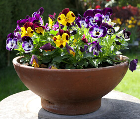 Viola flowers of various colours in a vintage terracota bowl © Debra Osborne-pursglove/Wirestock