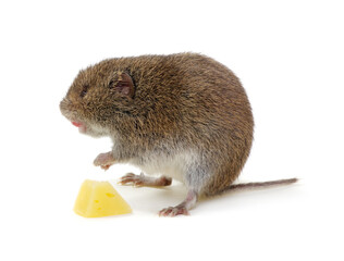 Mouse with cheese