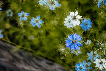 Nigella damascena early summer flowering plant with different shades of blue flowers on small green shrub, beautiful ornamental garden plant, Miss Jekyll or Oxford Blue with blurred green background