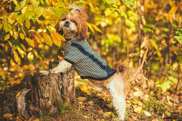 Dog in the autumn park. A cute dog walks through the woods. Cute puppy shih tzu dressed for a walk