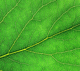 Leaf texture pattern for spring background.