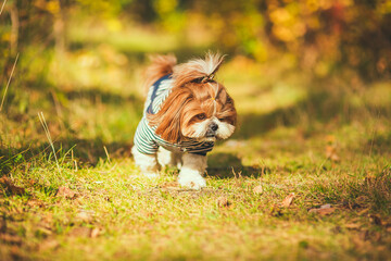 Dog in the autumn park. A cute dog walks through the woods. Cute puppy shih tzu dressed for a walk