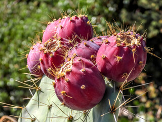 Fruit du cactus figue de Barbarie © Bernard