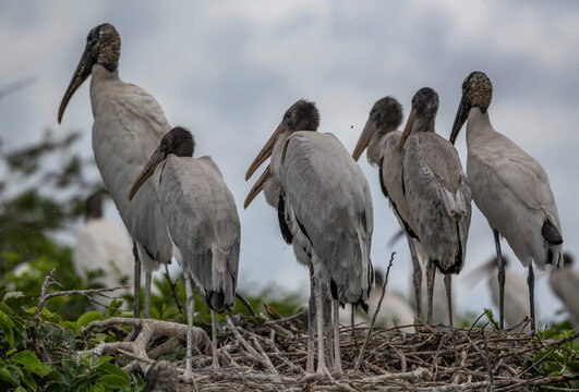 Tranquil scenery of wood storks in a nest