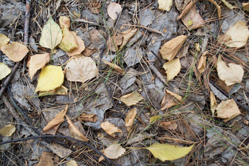 foliage
