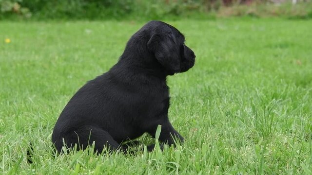 Labrador collie puppy sat in the garden suddenly attacked by all his brothers and sisters in the garden