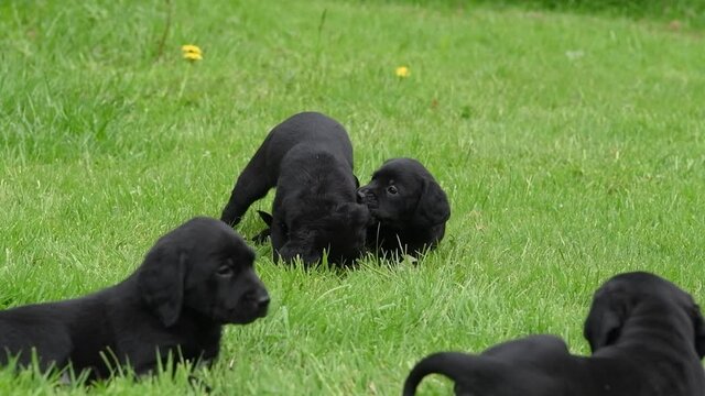 Litter of labrador collie mixed puppies playing and wrestling in the garden