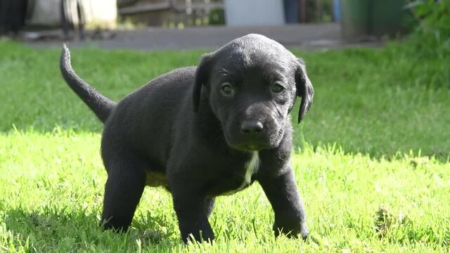 Loney little puppy lost his way in the garden