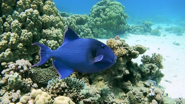 Slow dolly in on Red toothed Triggerfish, Odonus Niger, swimming near coral reef.