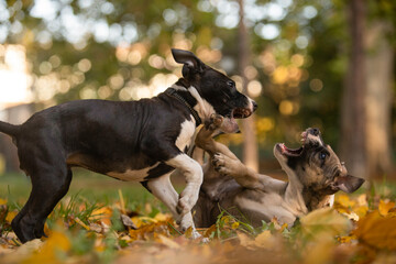 Two puppy of pit bull terrier dogs playing in park. forest background