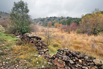 Vegetación en el Cañón del rio Dulce en Aragosa. Guadalajara. España. Europa.