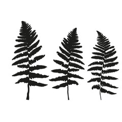 Vector fern leaves isolated black. Realistic hand drawn leaves illustration set on white background.