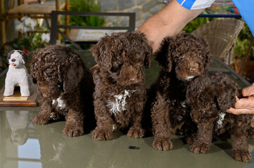 Cachorros de 40 dias de raza perro de agua español