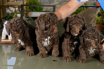 Cachorros de 40 dias de raza perro de agua español