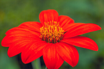 Zinnia flower in garden