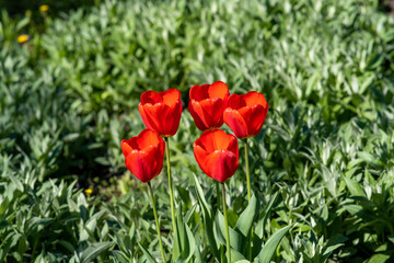 Nature, flowers, rainbow, animals, fountain, tree