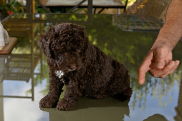 Cachorros de 40 dias de raza perro de agua español