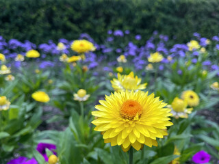 A bright yellow strawflower stands out against purple flowers in the background.