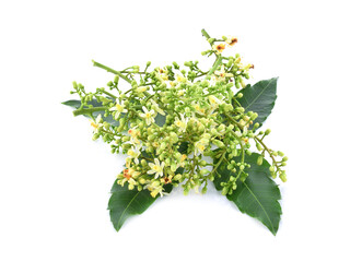 Herb neem leaves and fresh neem flowers isolated on white background.