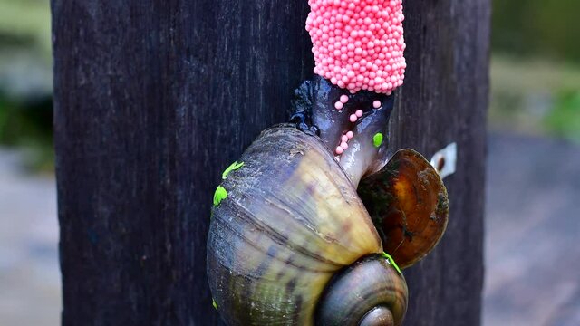 time lapse of golden apple snail spawning egg, macro shot.