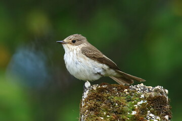 Naklejka premium Spotted flycatcher (Muscicapa striata) on column ii vineyard