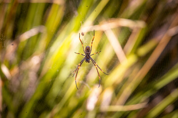 big spider on a leaf