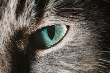 Close-up of a green eye of a gray cat. Macro photography