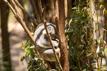 Fototapeta premium koala bear in tree