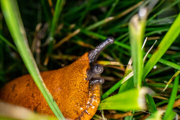Schnecke Schneckenplage