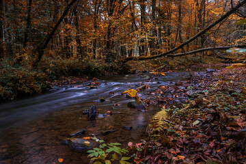 forest river in autumn forest