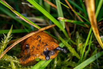 Schnecke Schneckenplage