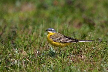 Çimenlerin içinde tünemiş Gray Wagtail (Motacilla cinerea)
