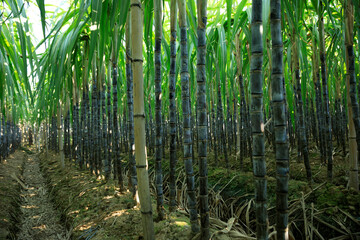 Obraz premium Sugarcane plants growing at field